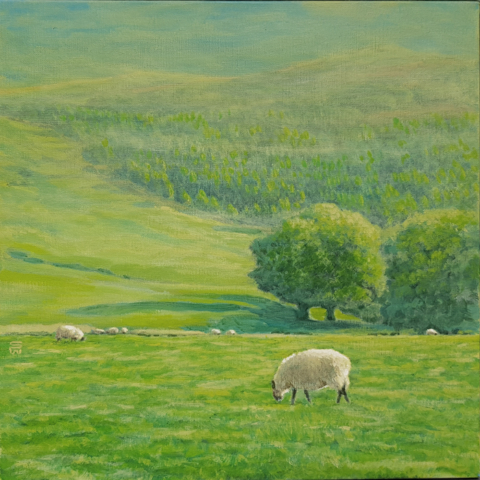 Sheep in the field